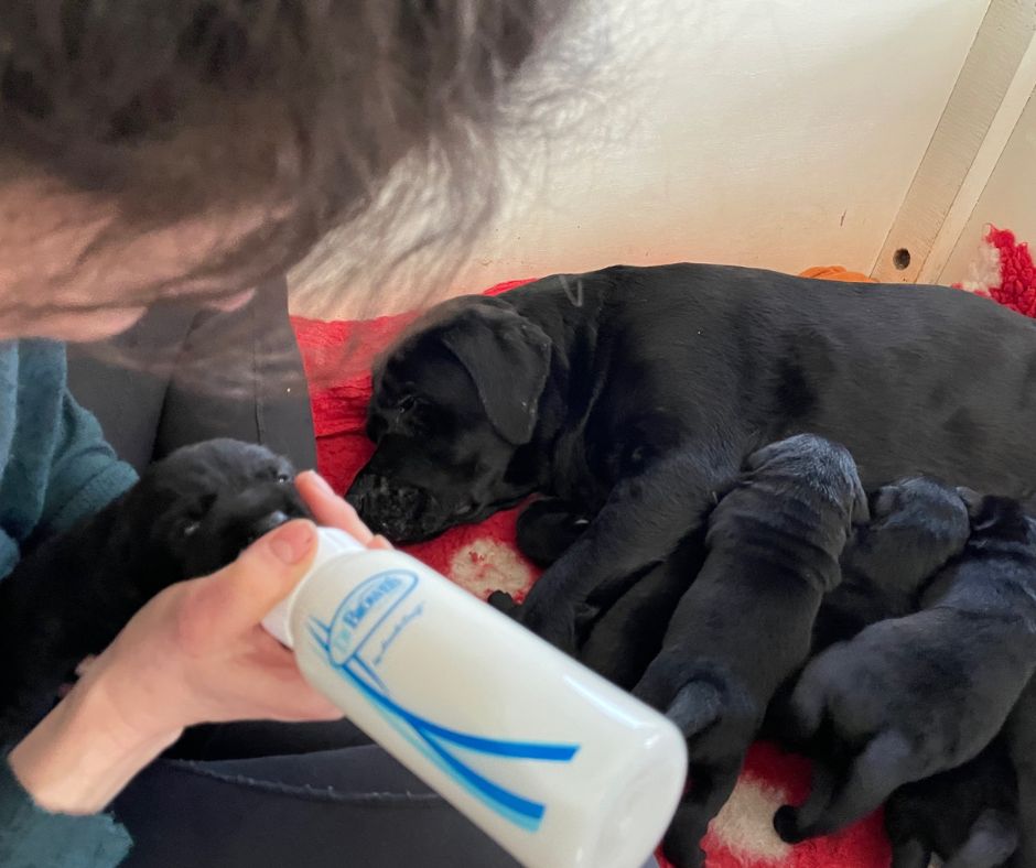 Foto bij De Nibbeltjes – “Nibbel’s melk is goed voor elk!”