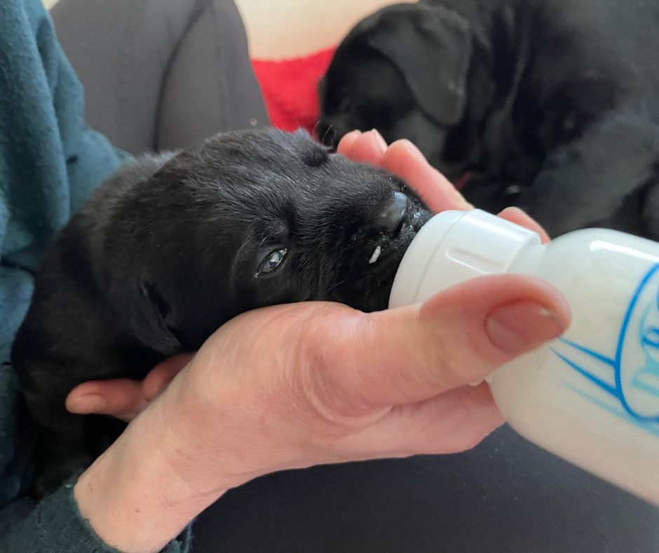 Foto bij De Nibbeltjes – “Nibbel’s melk is goed voor elk!”