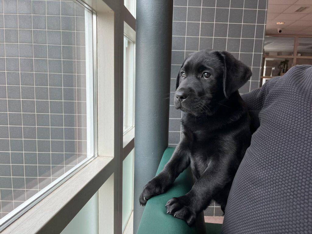 Foto bij De Nibbeltjes vliegen uit