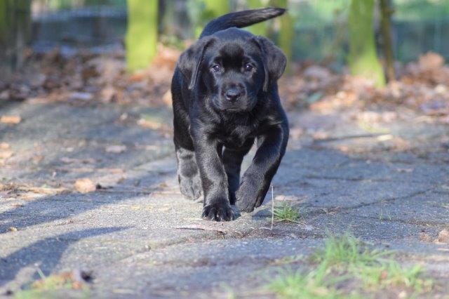 Foto uit het Wishstone-archief