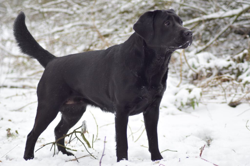 Foto uit het Wishstone-archief