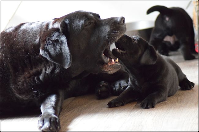 Foto bij Feest! Pups geboren