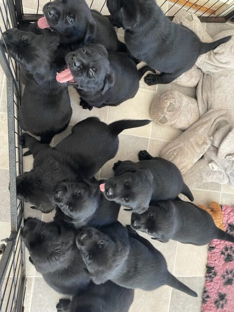Foto bij De Nibbeltjes vliegen uit