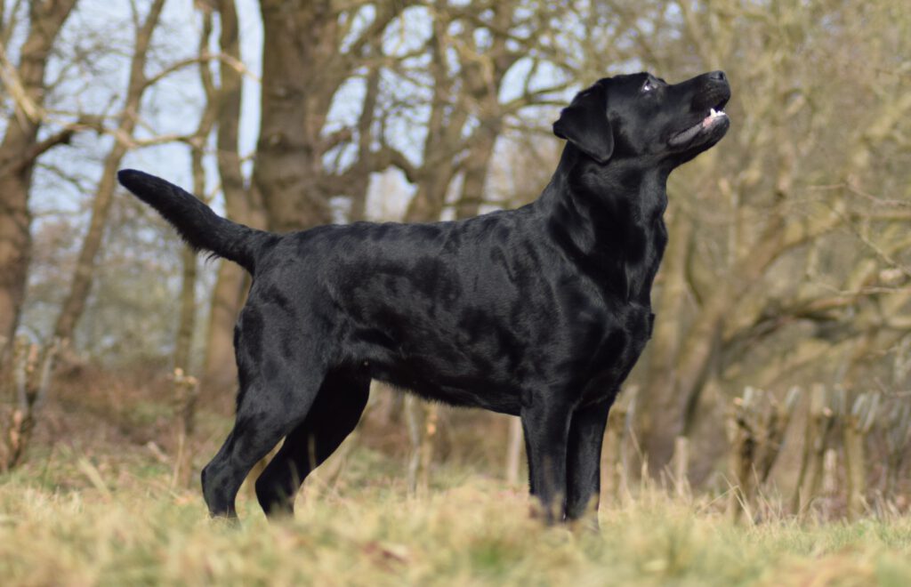 Een Labrador uit ons fotoarchief