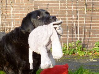 Foto bij Ollie: 12 Jaar en nog steeds een beetje pup