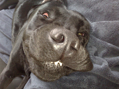 Foto bij JanetSailor-blend 2 jaar!
