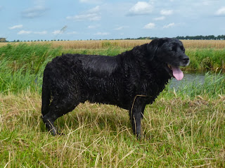 Foto bij Ollie 13 jaar!