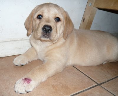 Foto bij Puppy Rituals...