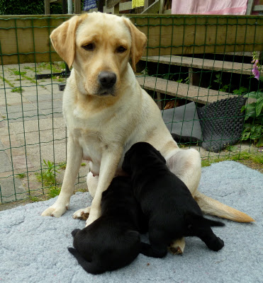 Foto bij Alles wat zwart is...