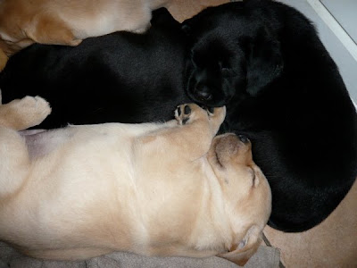 Foto bij Puppy investigations