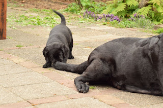 Foto bij Weer Bibelotjes!