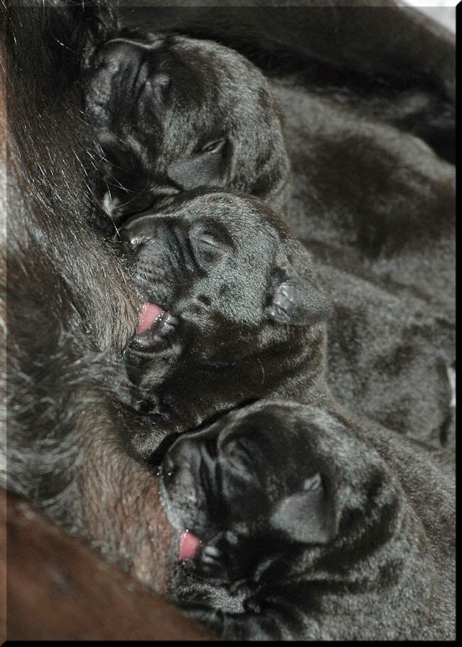 Foto bij Bibi's L-nest is geboren!