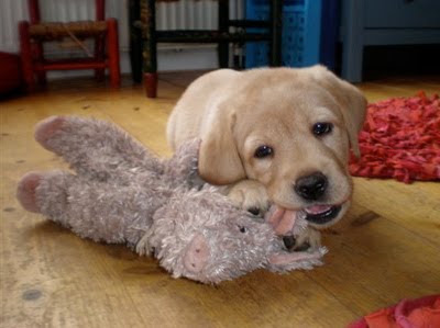 Foto bij Puppy Rituals...