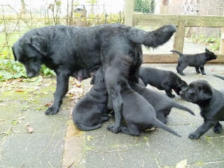 Foto bij De deur uit!