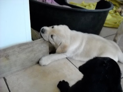 Foto bij Puppy investigations