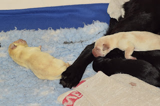 Foto bij Wishstone's Baby Boom!
