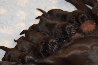 Foto bij Bibelotjes!!!