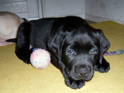 Foto bij Puppy Rituals...