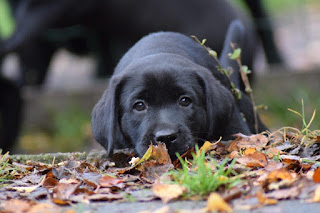 Foto bij Herfst Uitje