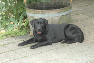 Foto bij Staying Cool @Wishstone