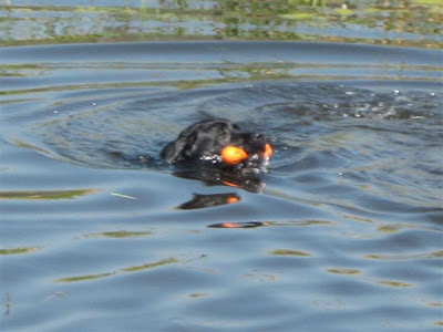 Foto bij Van muurbloempje tot waterrat...