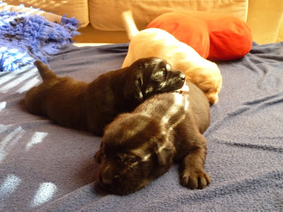 Foto bij Cato en co
