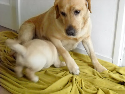 Foto bij Puppy investigations