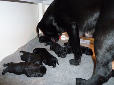 Foto bij Coup de Coeur: Rosie's C-nest
