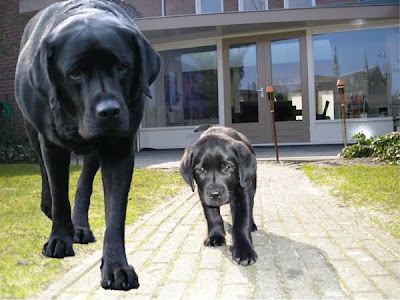 Foto bij Kleine meisjes...