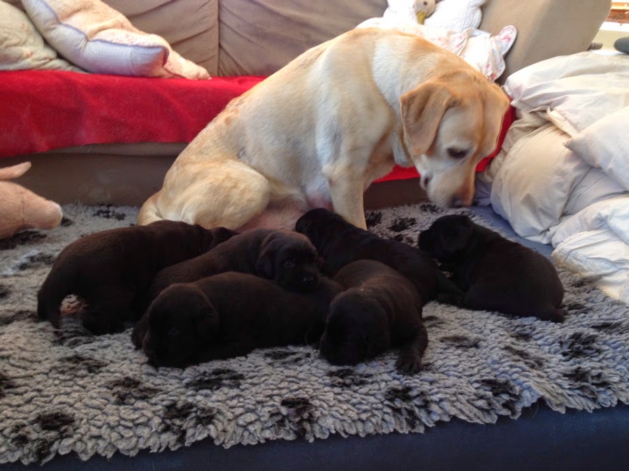 Foto bij Pupdate