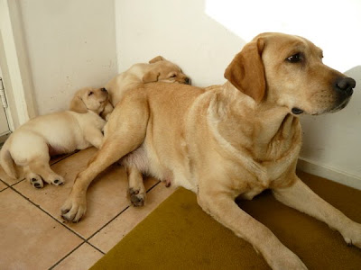 Foto bij Puppy investigations