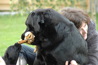 Foto bij Of blogs and dogsz