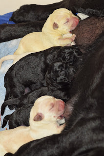 Foto bij Wishstone's Baby Boom!