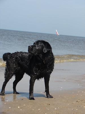 Foto bij Jaarlijkse Stranddag