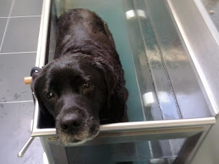 Foto bij Ollie 13 jaar!
