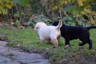 Foto bij Buitenbeestjes