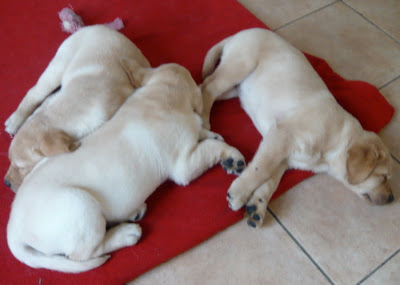 Foto bij The Three True Blondes