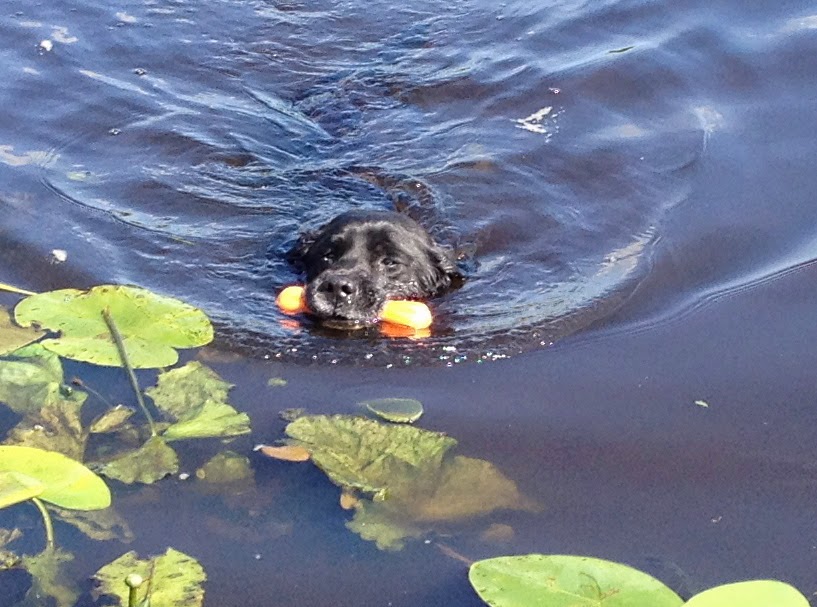 Foto bij Ollie 27 november 2000 - 30 mei 2014