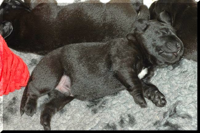 Foto bij Bibi's Babes
