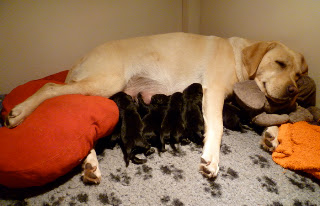 Foto bij Als warme broodjes: Baguette's H-nest is geboren!