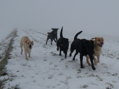 Foto bij De mist in