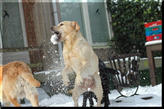 Foto bij Let it SNOW!