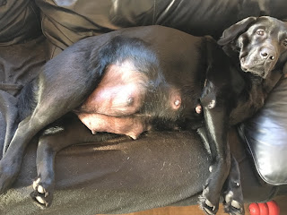 Foto bij Sophie pakt uit!
