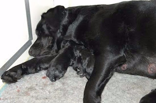 Foto bij Bisou omhelst het moederschap
