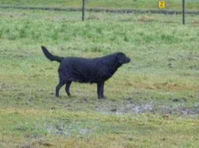 Foto bij Kerstmis 2011