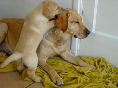 Foto bij Puppy investigations