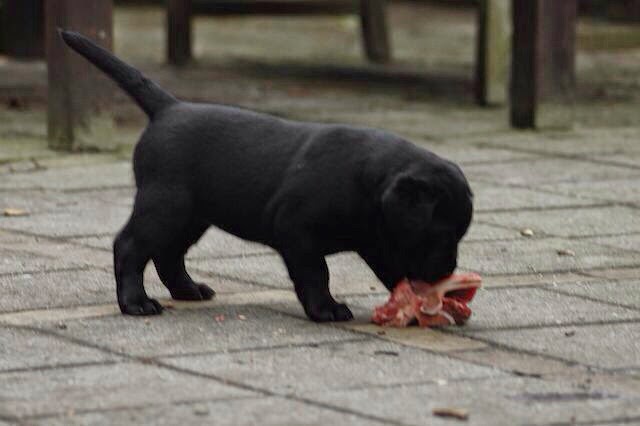 Foto bij It's all about the BONE!