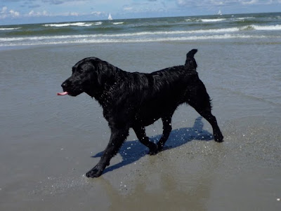 Foto bij Een dagje naar het strand