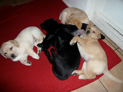 Foto bij A bouncy bunch!