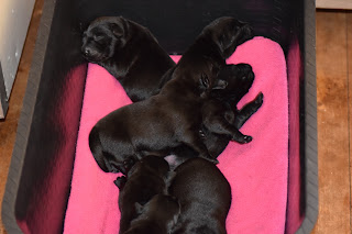 Foto bij Bibelotjes!!!